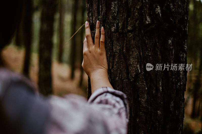 特写的女人的手摸着一棵松树