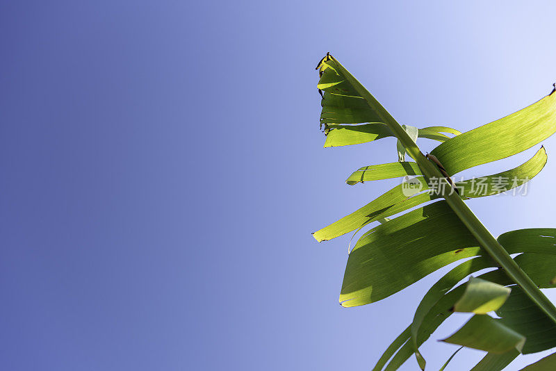 明亮的背光，非常撕裂芭蕉叶在右边，与渐变蓝色的天空背景