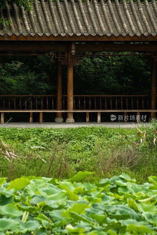 垂直拍摄的青龙湖公园里的一个古老的木制亭子，拥有茂盛的绿色自然，中国成都