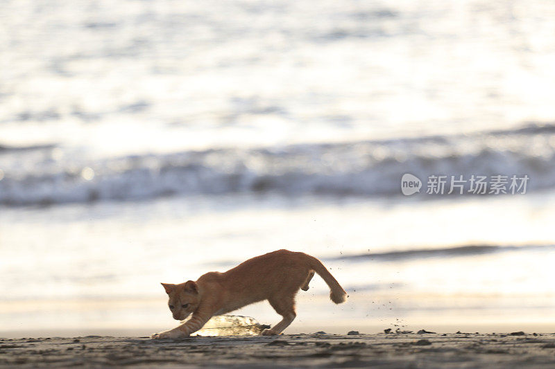 在亚齐日落时，猫在沙滩上放松的后视图