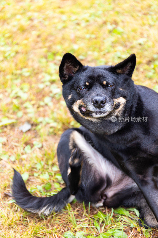 一只有趣的黑色宠物狗在草地上抓挠自己