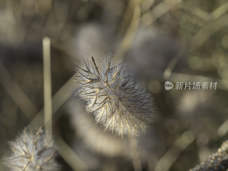 近距离的干燥蓬松的草