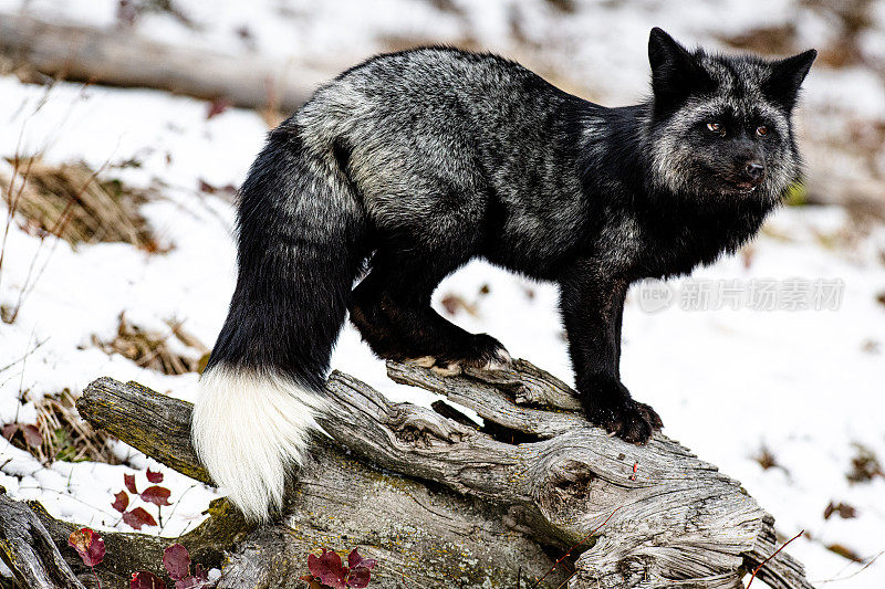 银狐站在树皮在森林在一个下雪的冬天的一天