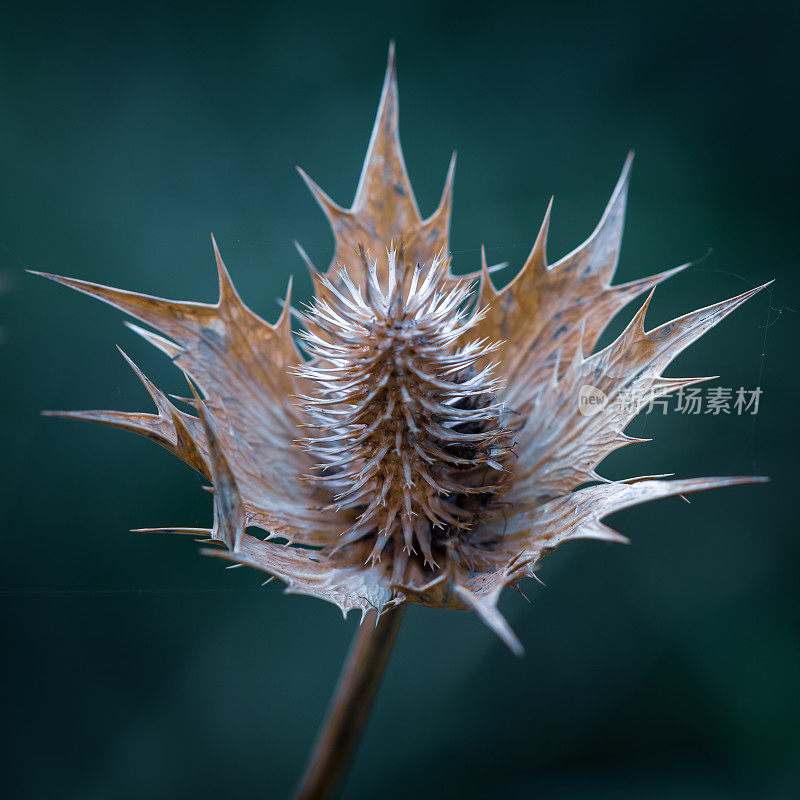 一个蓟花的特写