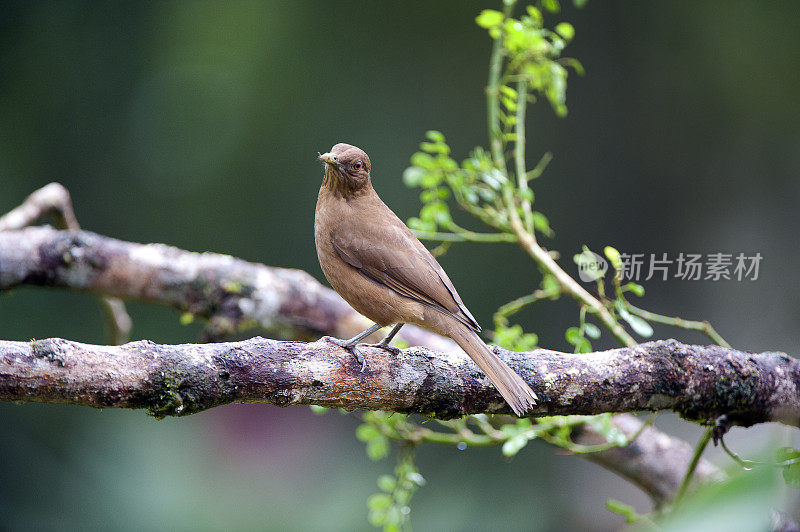 粘土色的画眉，哥斯达黎加的国鸟，在Savegre河面对镜头