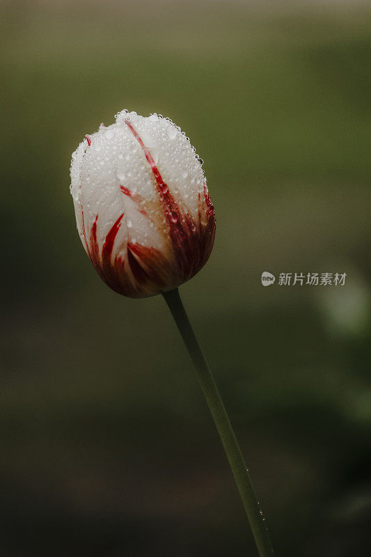 《雨中的郁金香