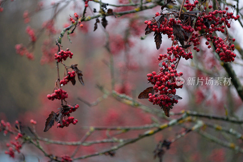 花楸在树枝上。