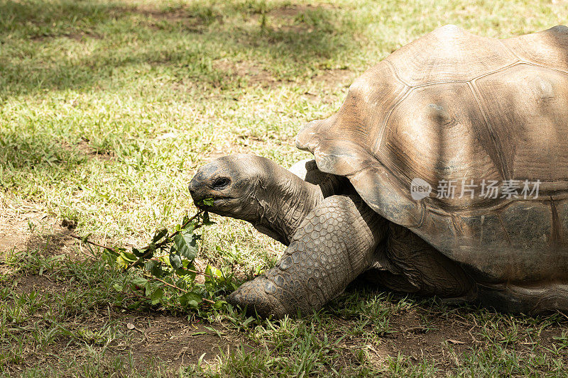 一只易受威胁的巨型亚达伯拉陆龟(亚达伯拉陆龟)正在吃木槿