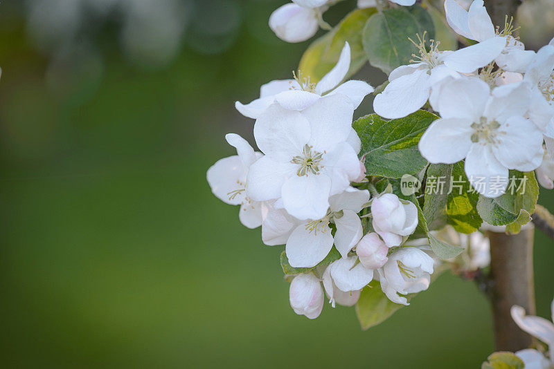 春暖花开的树枝