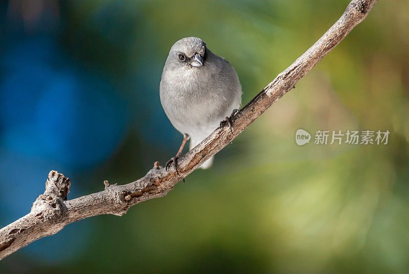 黑眼Junco