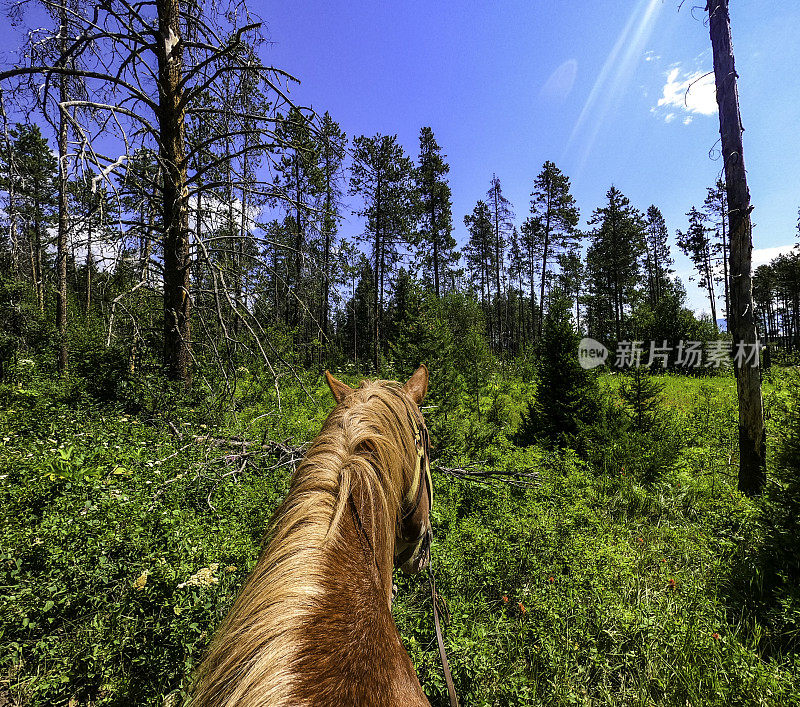 个人视角骑马穿越国家公园，风景优美