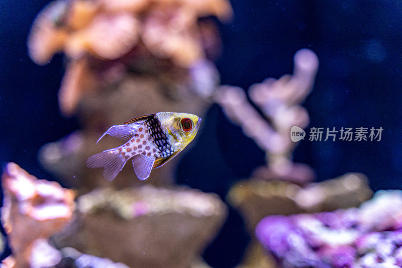 水族箱中的红衣主教鱼