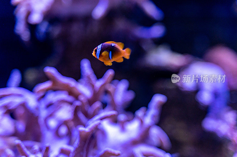 在水族馆的珊瑚林中的鳍状角兽