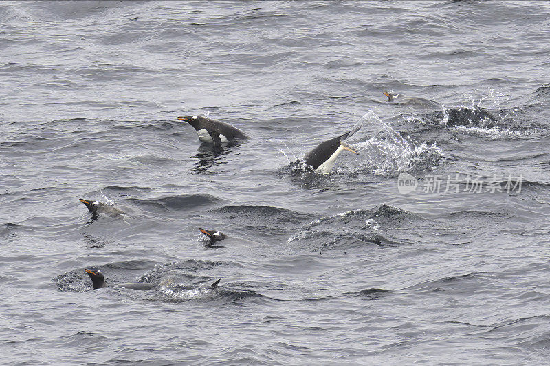 几只巴布亚企鹅在海浪上游动