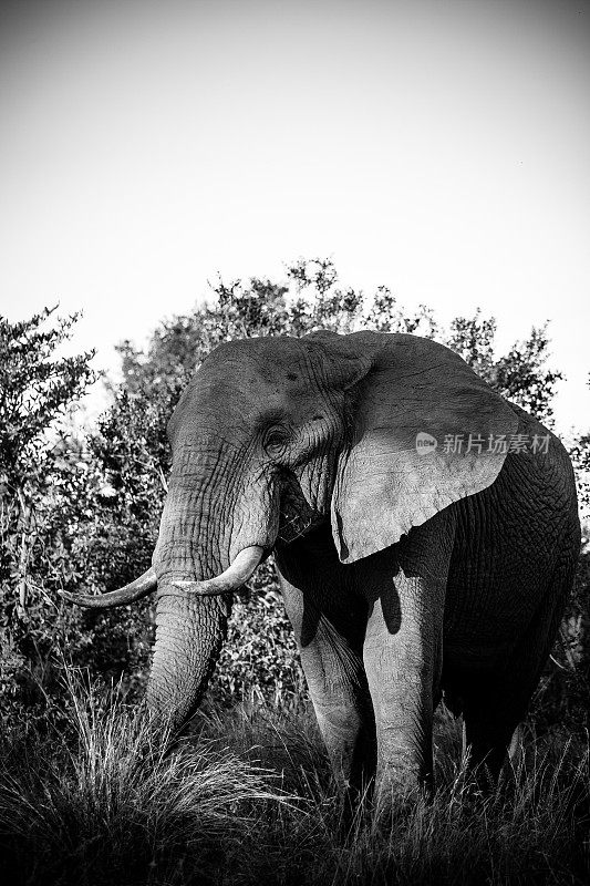 南非普马兰加大克鲁格地区的一头非洲象的特写图像