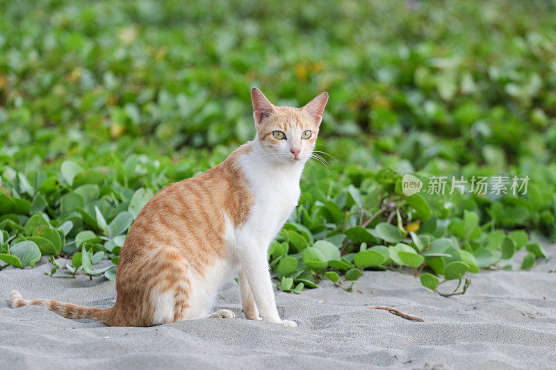 猫在亚齐海滩玩耍