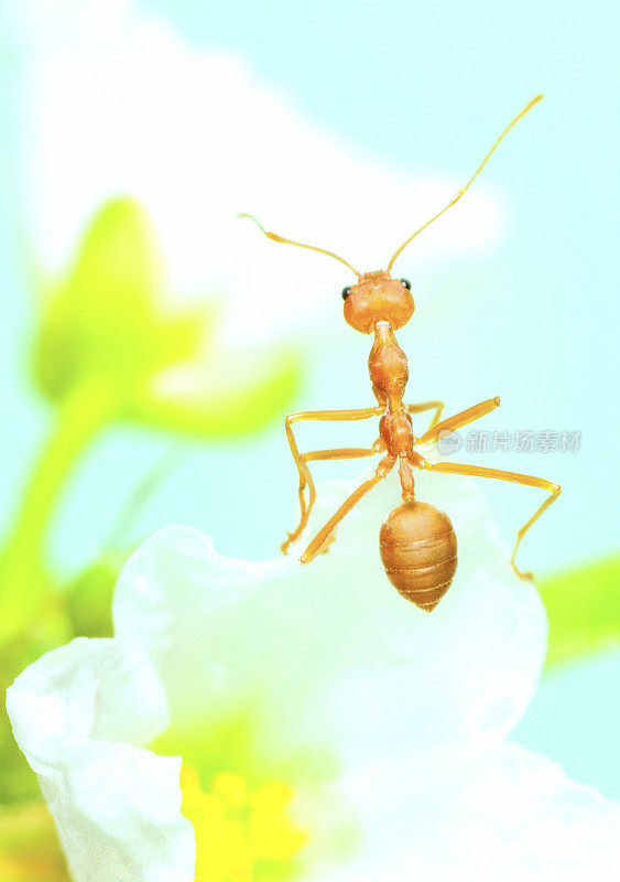 蚂蚁爬小白花——动物行为。