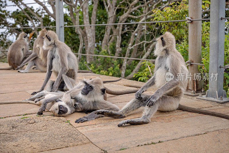 半爪猴的灰色叶猴在地上玩耍