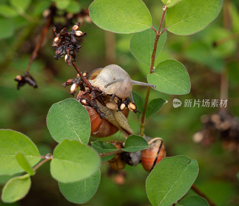 蜗牛吃植物的特写。