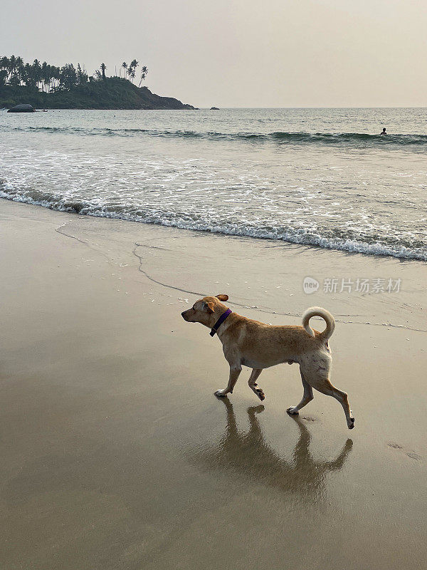 印度野狗在退潮时沿着海边潮湿的沙滩行走的特写照片，聚焦于前景