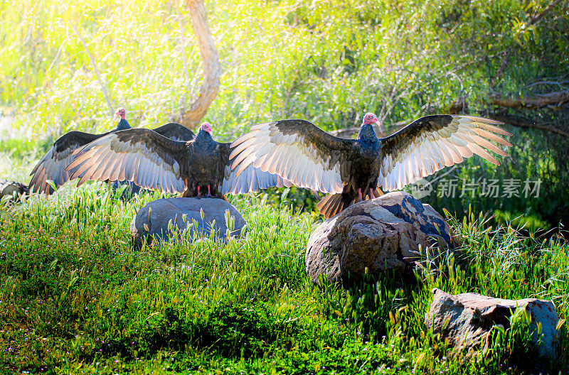 沐浴在阳光下的土耳其秃鹫(Cathartes光环)