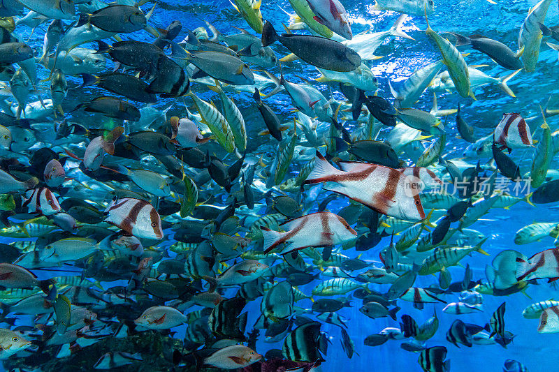 水族馆里有许多热带观赏鱼