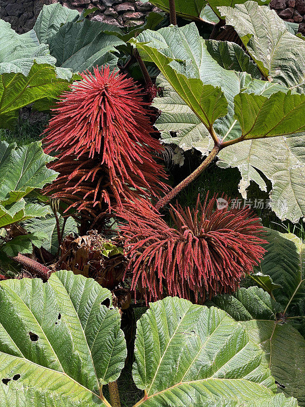 哥斯达黎加波阿斯火山山顶上的大叶子植物和花朵