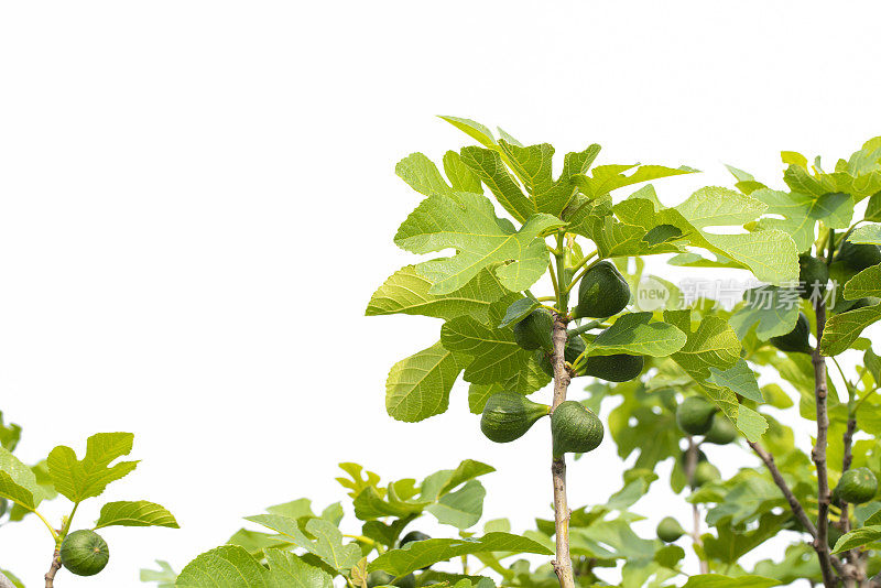 夏天阳光下无花果树上的绿无花果和嫩枝