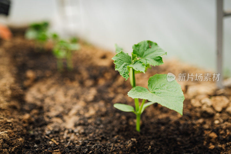 黄瓜地苗发芽，温室栽培黄瓜。