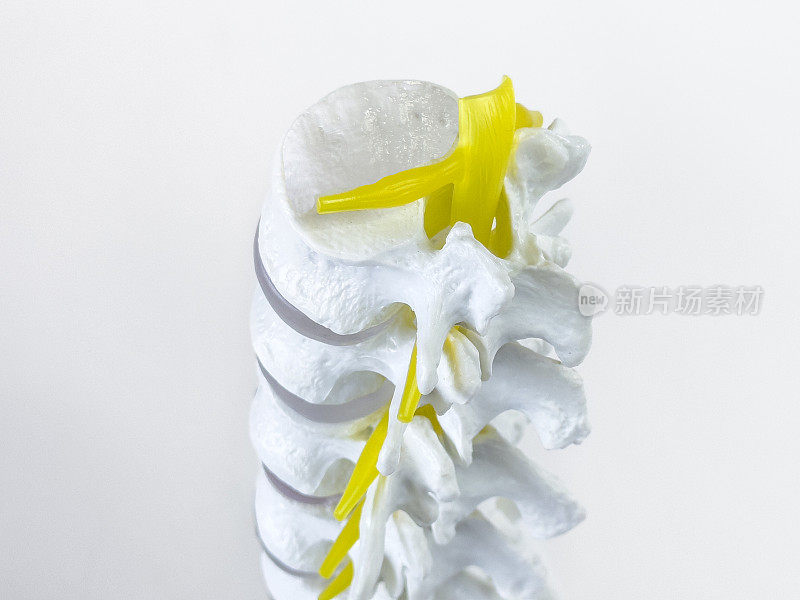 人体脊柱和神经系统