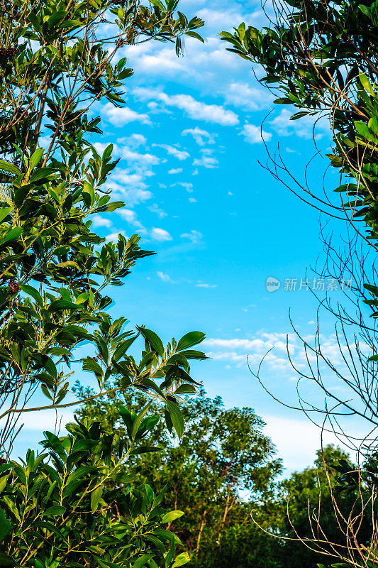 真实的照片，通过树，绿色的树叶，清澈的蓝天。自然椭圆形框架抽象背景
