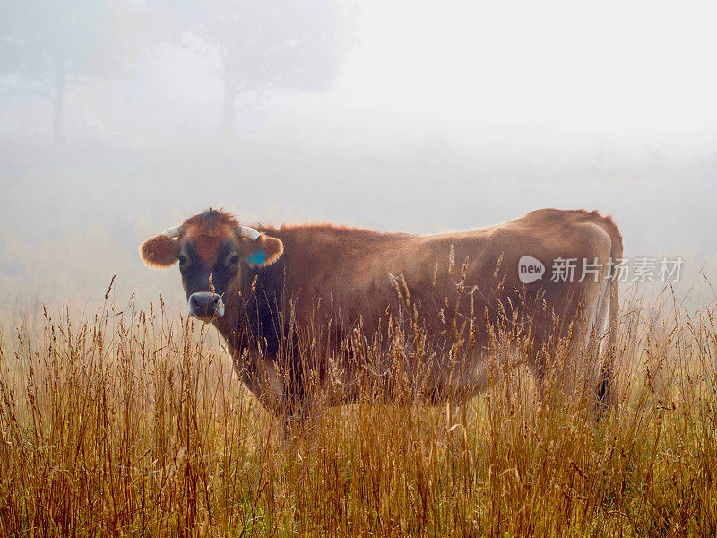 泽西牛-新英格兰高地