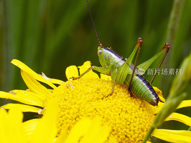 蚱蜢在黄色的甘菊上