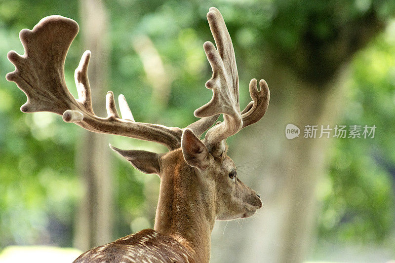 夏季森林里长着鹿角的斯堪的纳维亚驯鹿