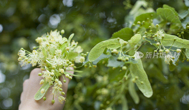 菩提树的花朵——寻找美味的凉茶。酸橙树-欧洲椴树