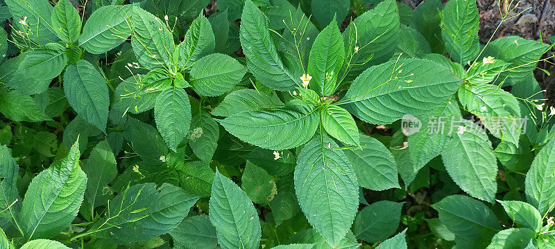 小香脂(凤仙花)