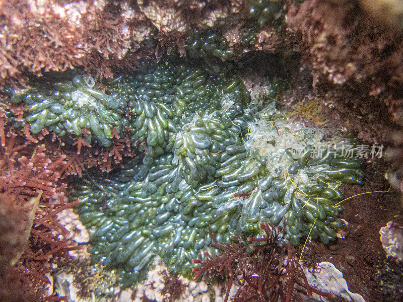 拉帕尔马，坎卡霍斯海滩。加那利群岛的水下海洋生物。