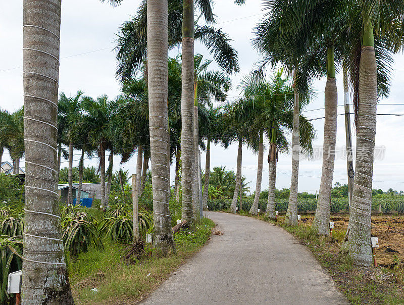 乡村公路两旁有两排古老的槟榔树，龙安省