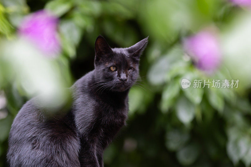 一只眼睛受伤的黑色流浪小猫。
