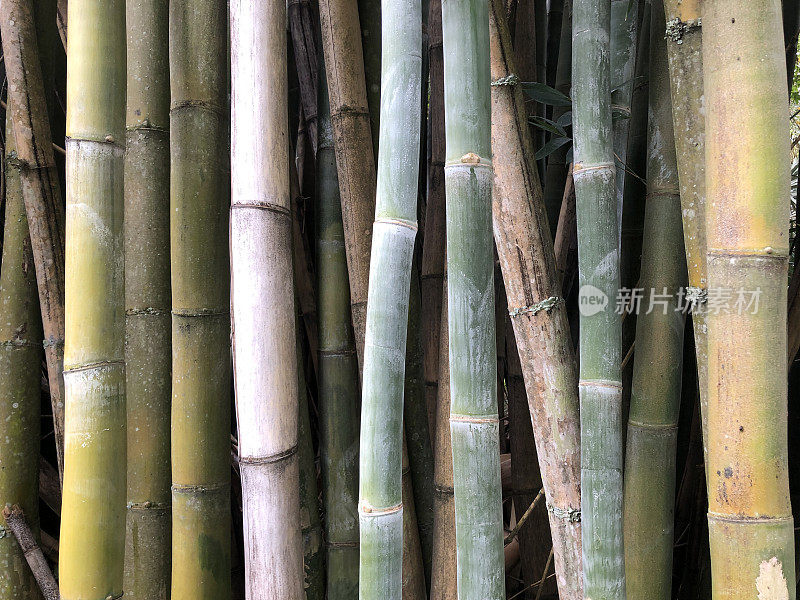 丛生的竹子近看，几根不同大小和年龄的茎，从幼嫩的绿色到枯死的干燥