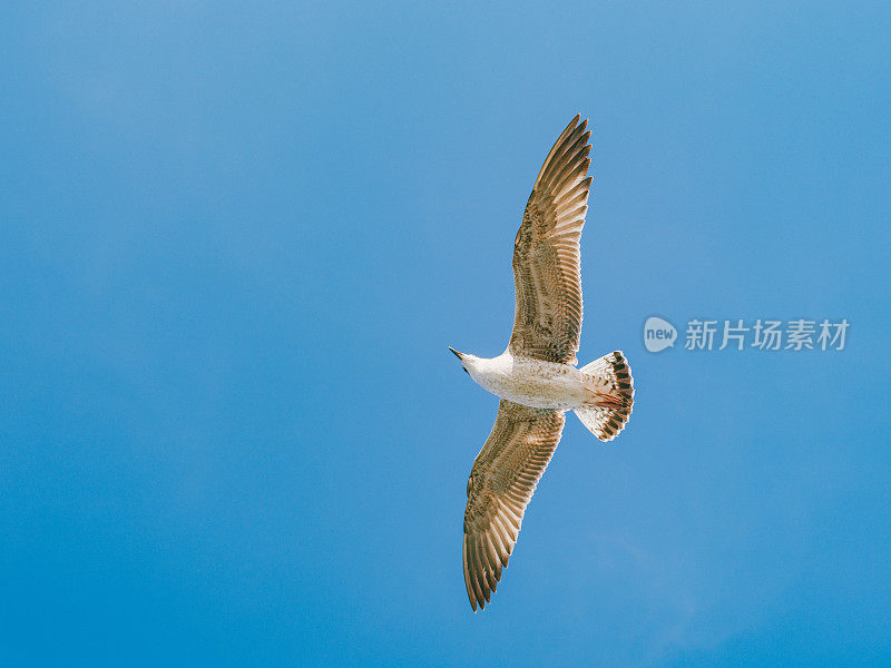 土耳其伊斯坦布尔，海鸥在蓝天中飞翔