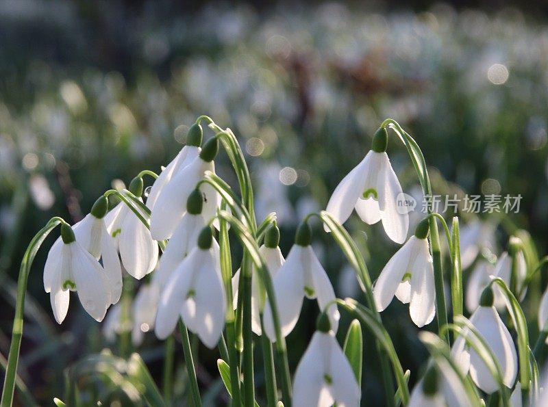 雪花莲