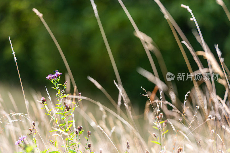 干燥的草叶在模糊的背景