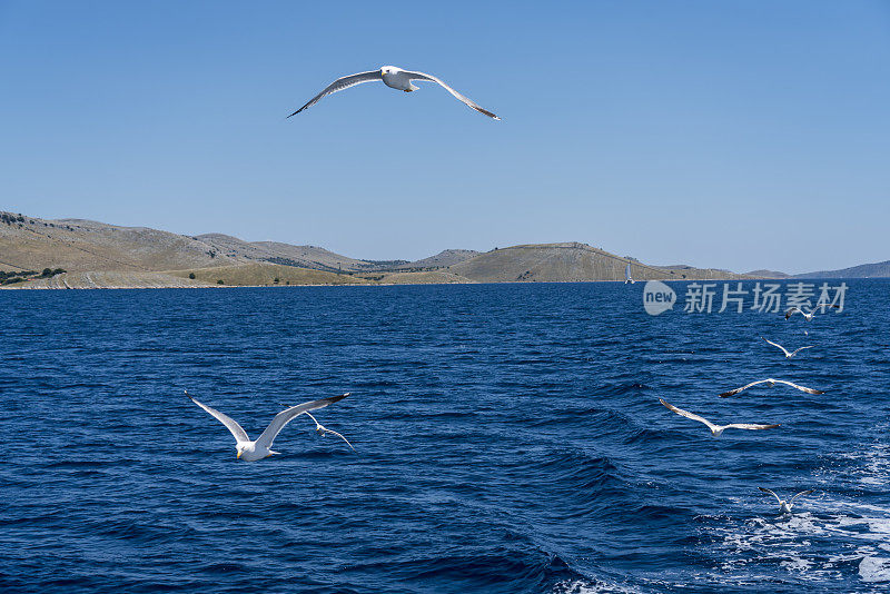 海鸥在克罗地亚科纳提群岛的蓝色海面上飞翔