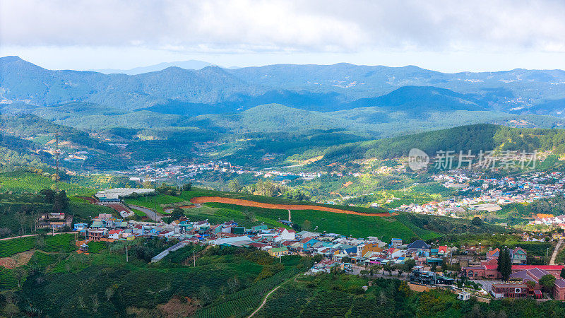 清晨美丽的风景，在大叻市，林东省。风吹茶山上，晨景山坡上茶树下