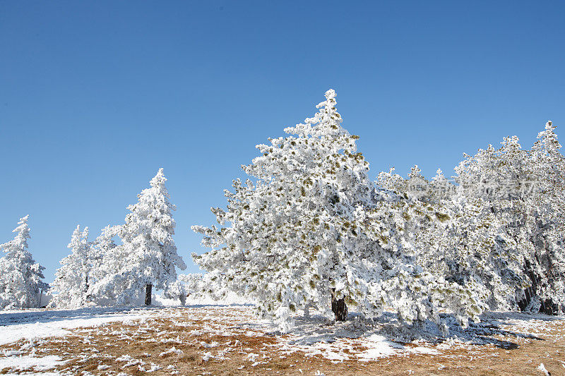 晴朗的天空下，美丽的松树上覆盖着白雪