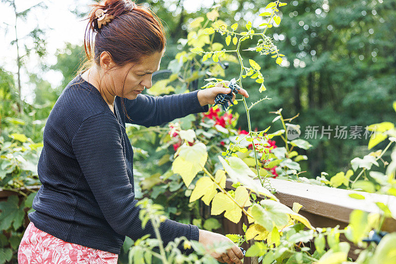 用夹子培育植物:园丁使用植物夹子为她的户外花园提供支持和维护