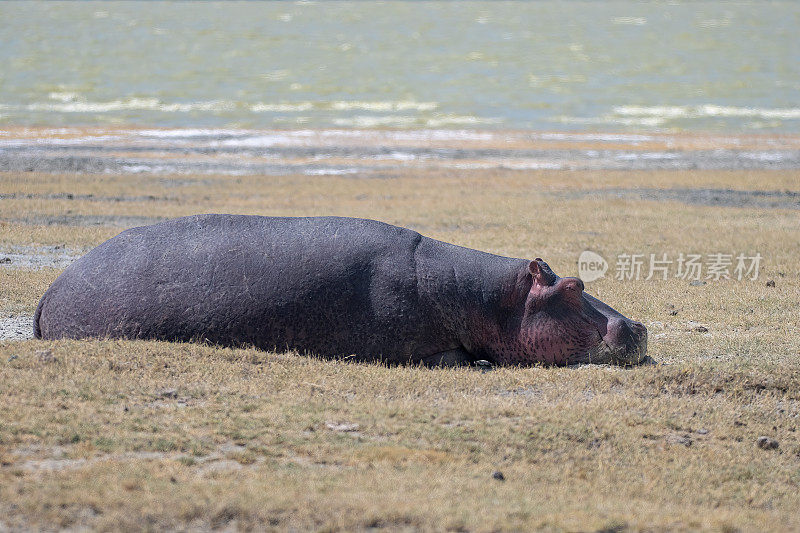 一头河马躺在坦桑尼亚恩戈罗火山口国家公园的碱性湖泊前
