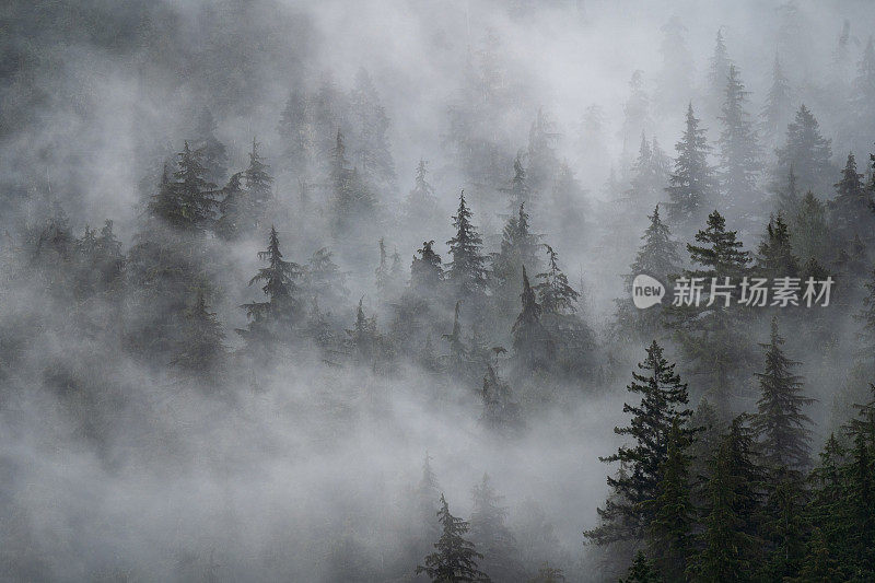 雾蒙蒙的热带雨林温哥华岛