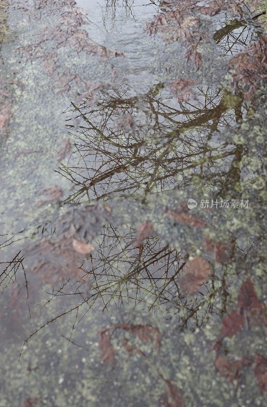 加拿大雨中树枝的倒影